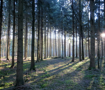 Wald im Dezemberlicht