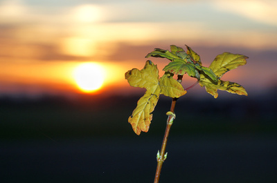 Junger Baum im Sonnenuntergang