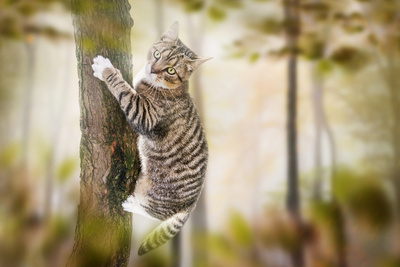 Katze klettert auf Baum im Wald