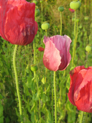 Mohn-Trilogie