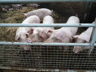 Schweine  im   Sauerland