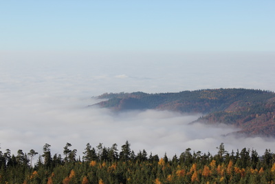 Wald im Nebel 1