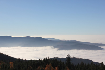 Wald im Nebel 2