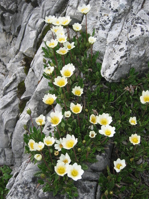 Alpenblume
