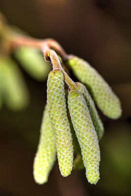 Haselnussblüte