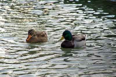 Entenpaar auf der Lippequelle II