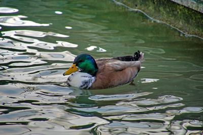 Ente III