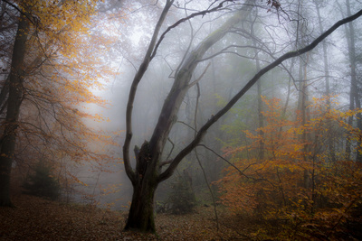 Bizarr im Nebel Bizarr im Nebel