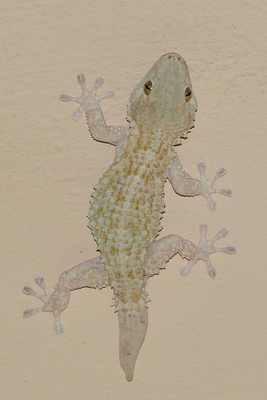 Ein Gecko