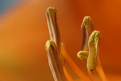 Staubblätter einer Amaryllis