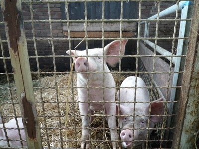 Schweine  im  Sauerland
