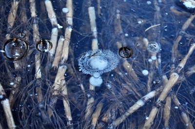 Luftblasen im gefrorenen See