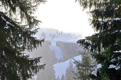 Blick auf verschneiten Berg durch Bäume