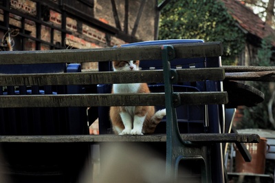 Katze auf Bank