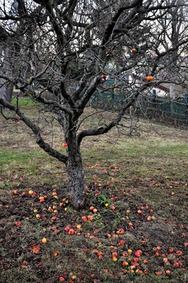 Apfelbaum im Spätherbst