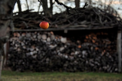 Apfel vor Holzstapel