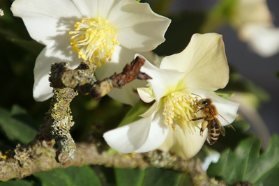 Biene bei Nahrungsaufnahme an einer Christrose