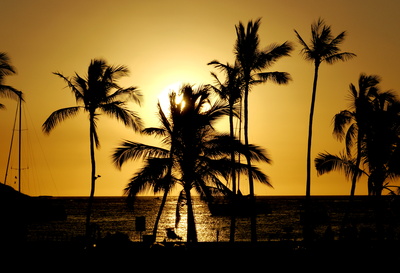 Palmen Hawaii Sonnenuntergang
