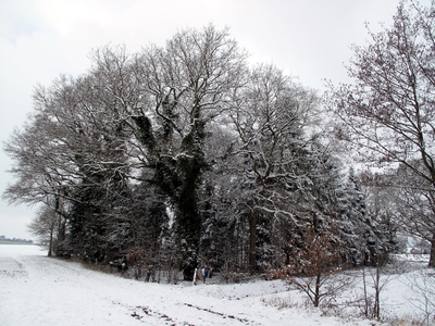 Bäume im Schneefeld