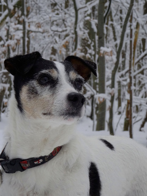 Perry im Schnee