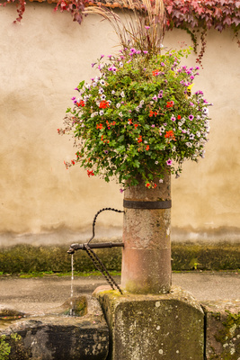 Brunnenzierde Brunnenzierde