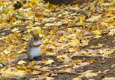 Squirrel , Grauhörnchen