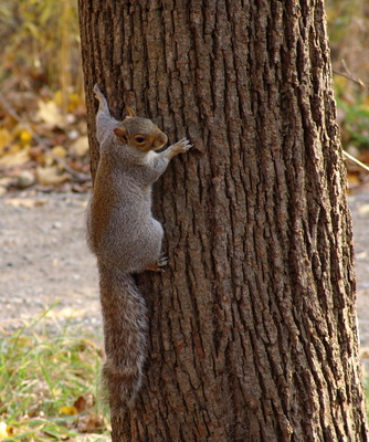 Squirrel , Grauhörnchen