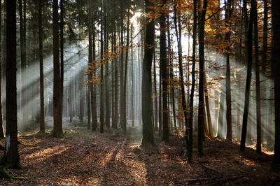 Lichter Herbstwald