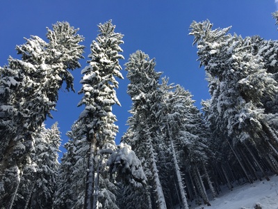 Tannen im Schnee