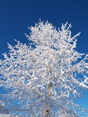 Verschneiter Baum vor blauem Himmel