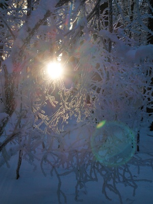 Lichtschein im Winterwald