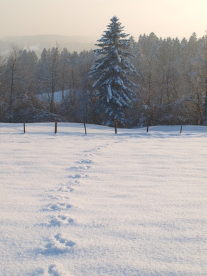 Hasenspuren in verschneiter Landschaft