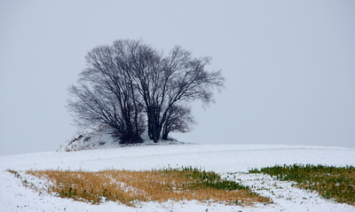 Hügelbaum