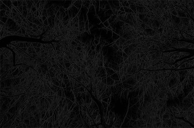 Nacht Bäume