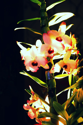 crosssprocessing orchidee