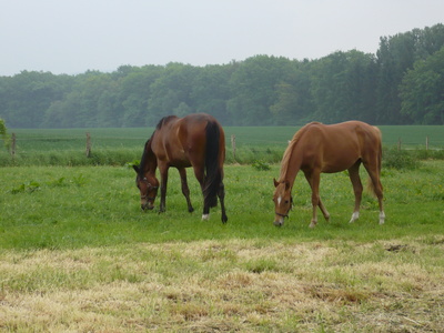 Pferde   im  Sauerland
