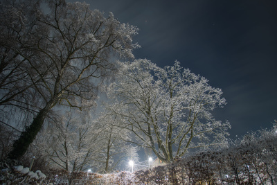 Winterbäume in Bern