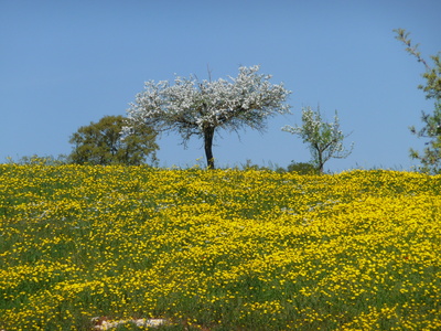 Frühling in Apulien