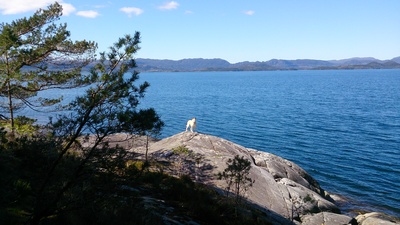 Hund vor Fjord