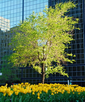 Frühling in Montreal