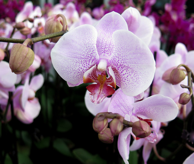 Orchideenschau Bern (1)