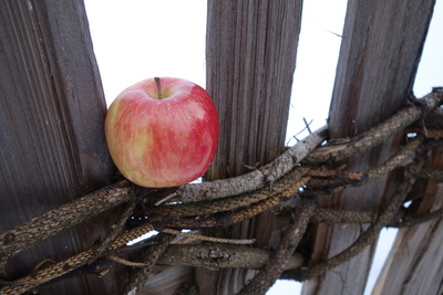 Apfel im Winterzaun