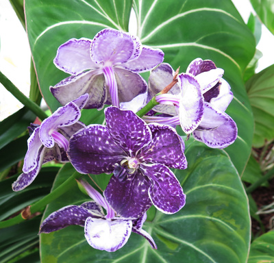 Orchideenschau Bern (3)