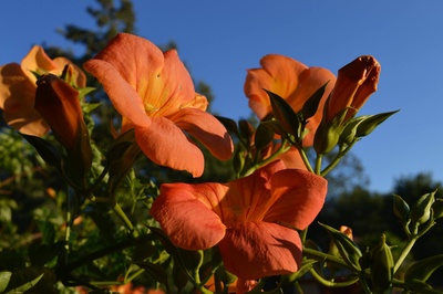orange Blüte vor blauem Himmel