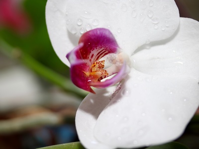 Die Weisse Orchideen mit Wassertropfen