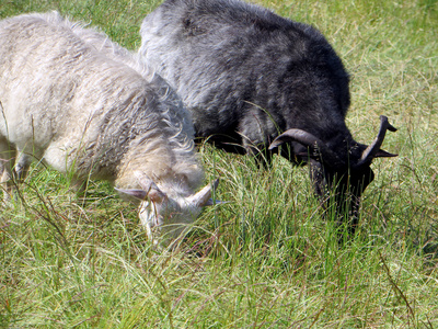 Schafe am grasen