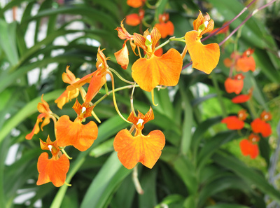 Orchideenschau Bern (6)