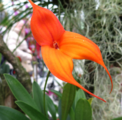Orchideenschau Bern (5)