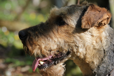 Airedale Terrier im Wald 2