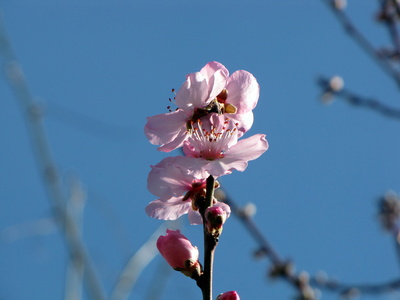 Mandelblüte in der Pfalz - Februar